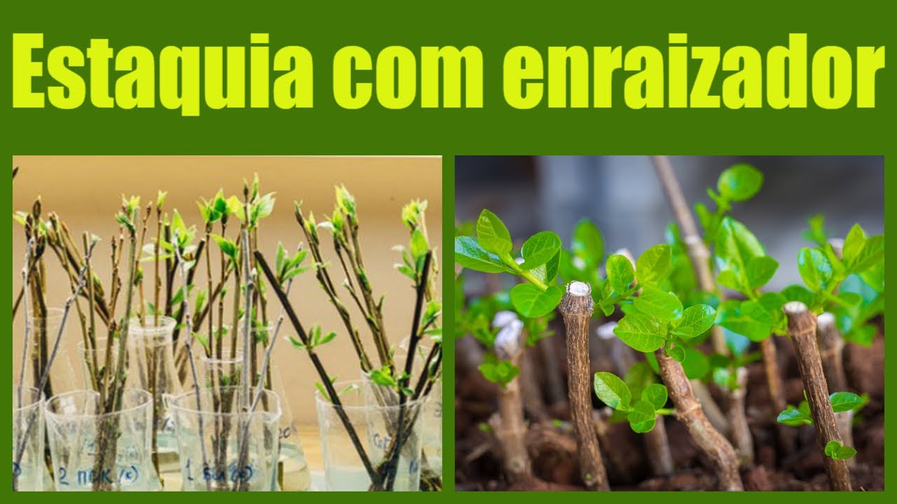 Como fazer mudas de frutíferas por estaquia usando hormônio enraizador.