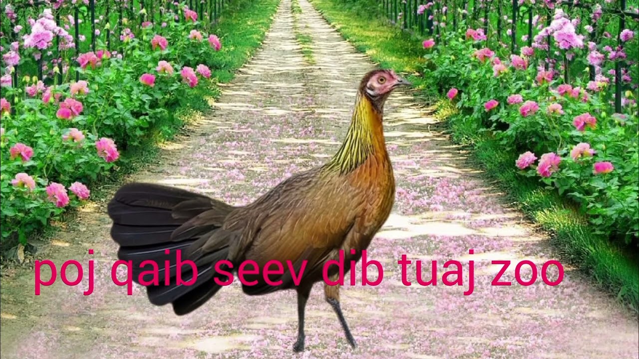 เสียงไก่ป่าตัวเมียร้องหาคู่poj qaib seev dib tuaj 