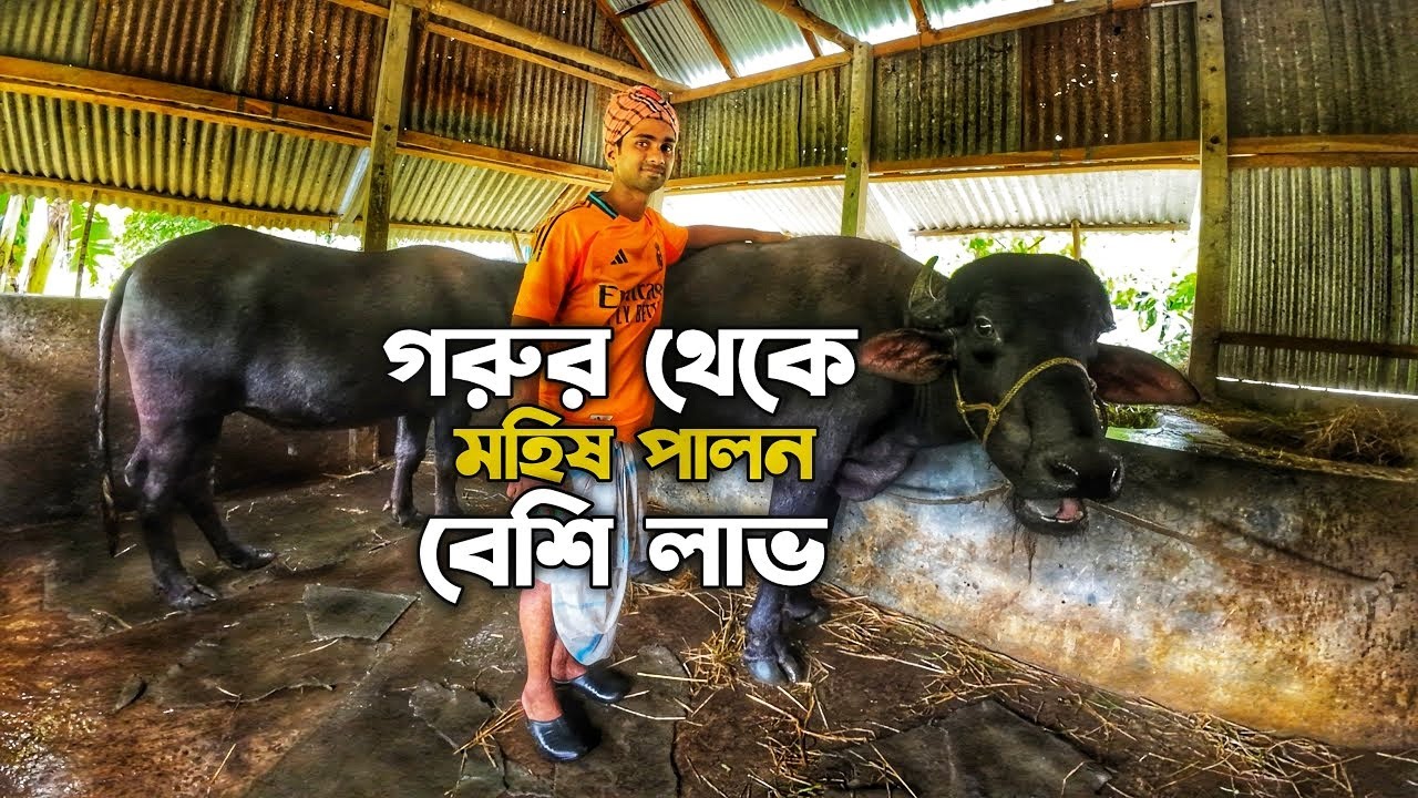 গরুর চেয়ে বেশি লাভ মহিষ পালন করে || কিভাবে মহিষের খামার করে সফল হবেন || buffalo farm || 2026 ||