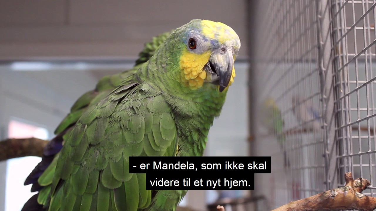 Mød Fyns Internat