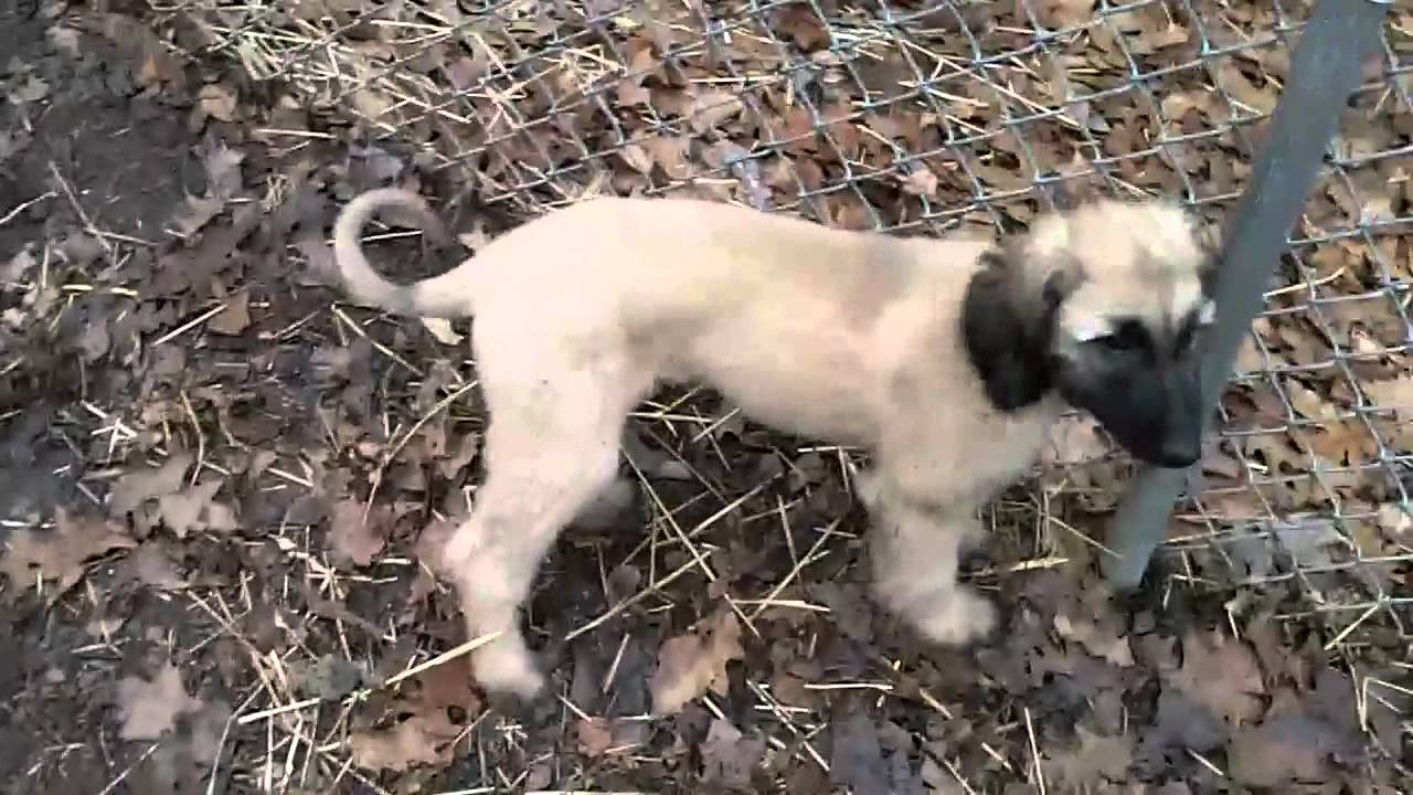 Afghan Hound pups at 12 weeks