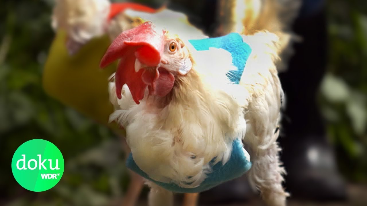 Vom Glück, ein Huhn zu retten | WDR Doku