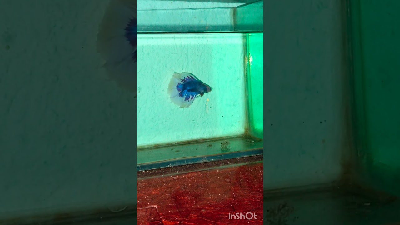 #bettafish #bettaaquarium