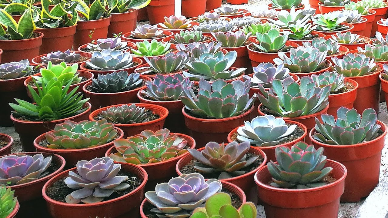 DIY VERTICAL SUCCULENT GARDEN PART1 #plants #succulent #project #garden #diycrafts
