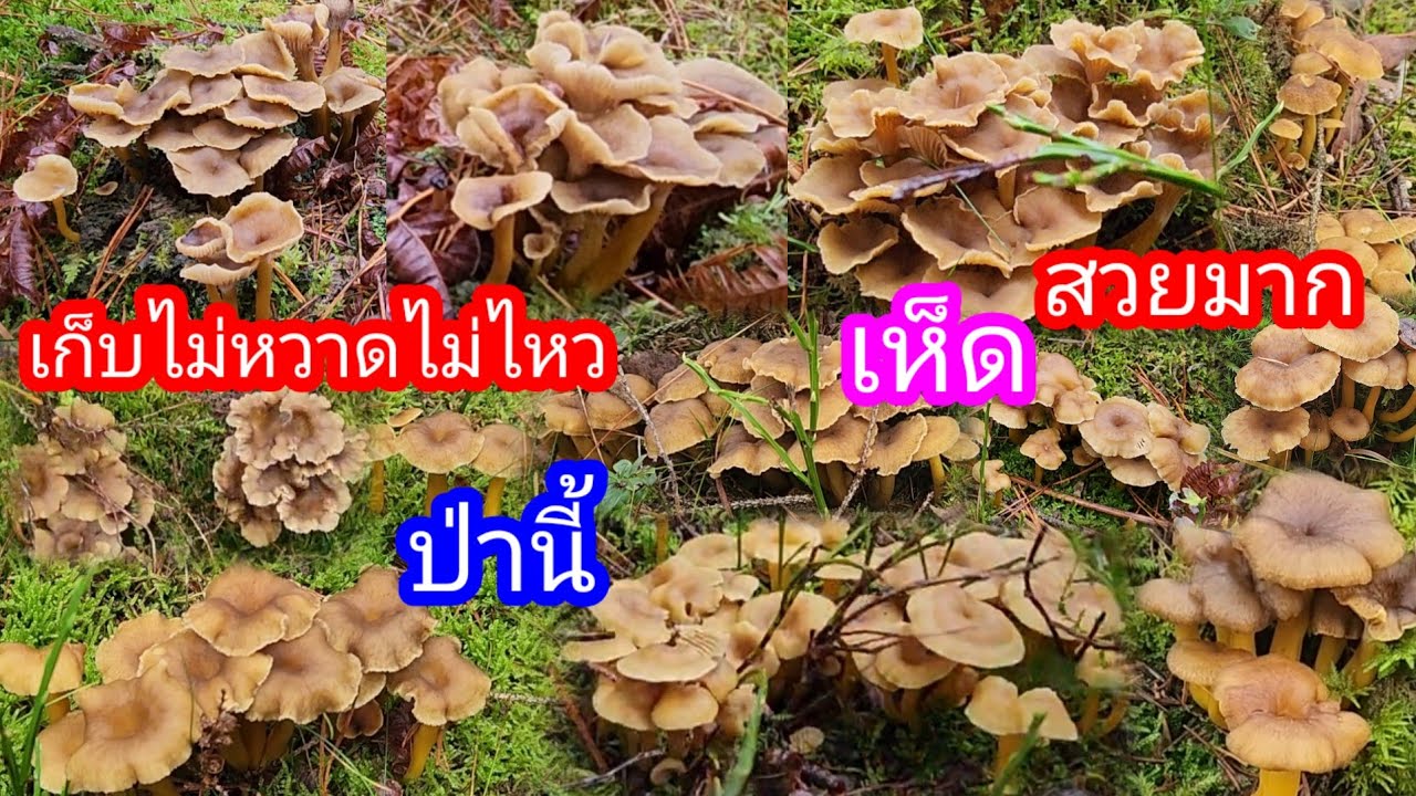 เก็บเห็ดป่านี้เห็ดสวยมากขึ้นเยอะมากจนเก็บไม่หวาดไม่ไหว