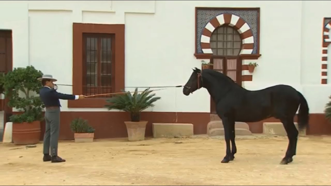 Yeguada Carrión, Caballos Cartujanos