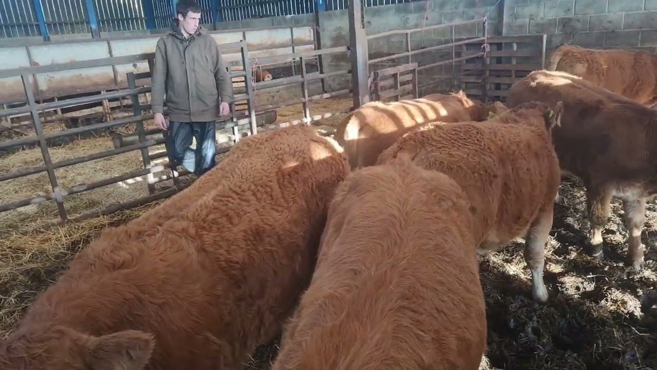 Отъем телят (с добавлением некоторой работы с овцами)