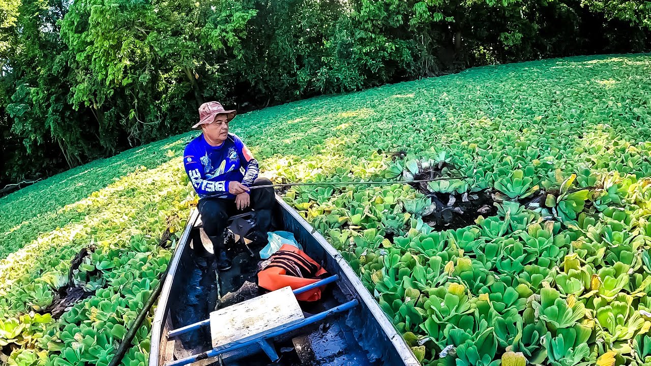 Pescando guapotes en pequeña laguna y cocinando muy delicioso