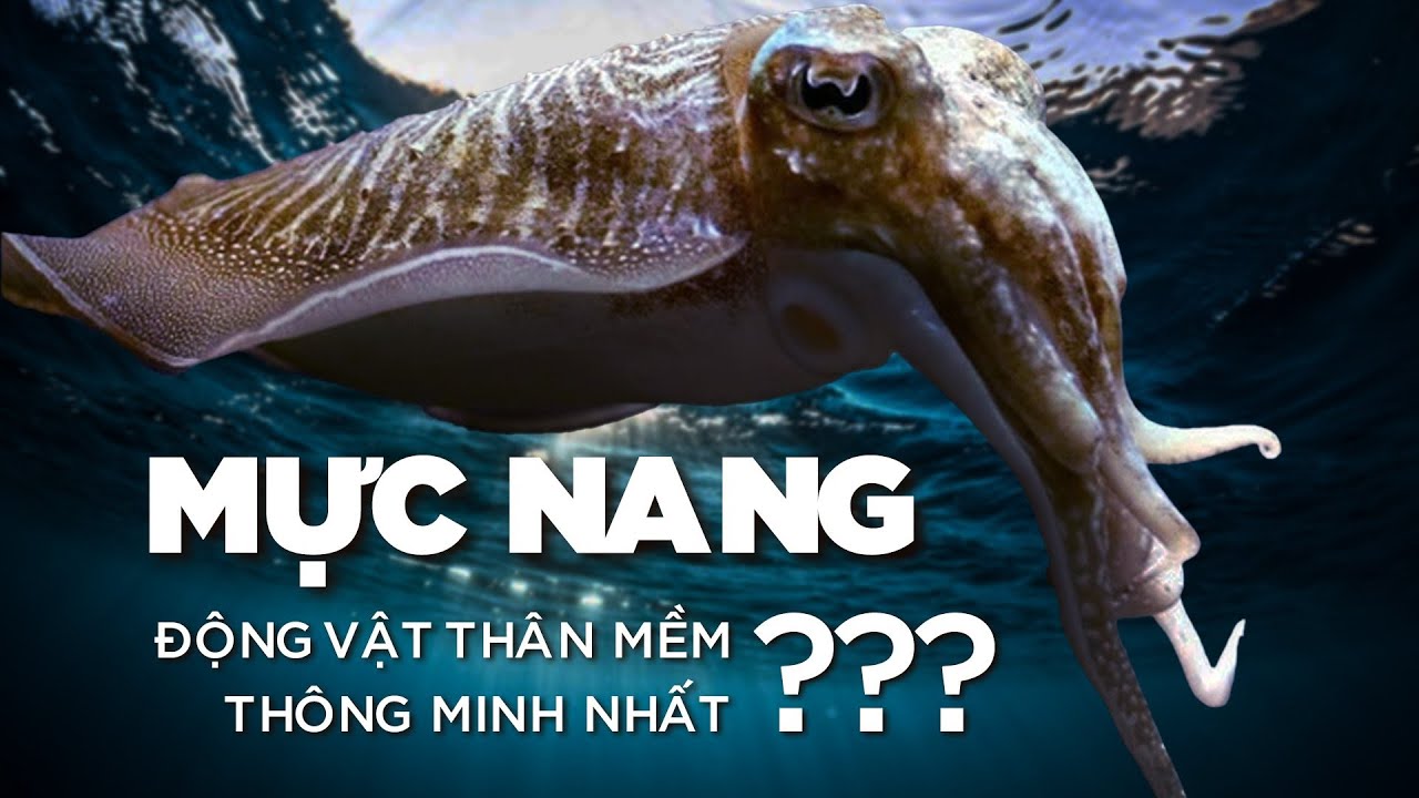 Mực Nang - Lo&agrave;i động vật th&acirc;n mềm Th&ocirc;ng Minh Nhất đại dương