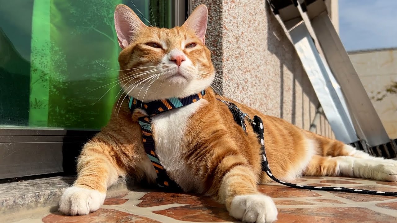 猫猫一定没有烦恼，毕竟不用工作，在乡下快乐的日子要结束了