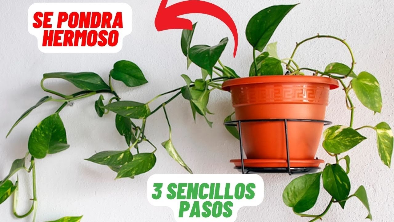 Truco Para reproducir Potus Y Que No Se te Muera #potus #plantas