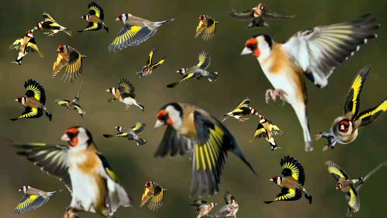 بتبتة حسون فعالة جدااا...#الحسون #بتبتة #بتبته_حسون #تغريد_حسون #birds #chardonneret