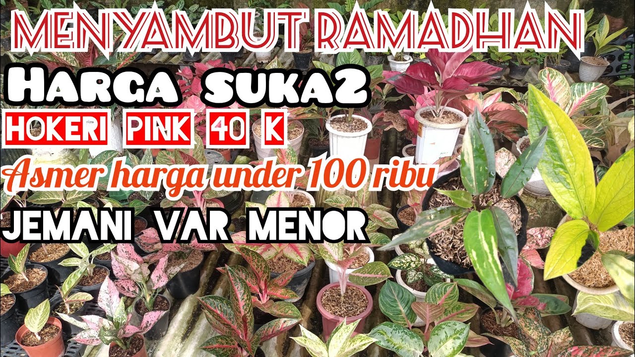 CUCI GUDANG MENYAMBUT RAMADHAN‼️ AGLONEMA, ANTHURIUM PINK, JEMANI VAR, GELOMBANG CINTA VAR MURAH