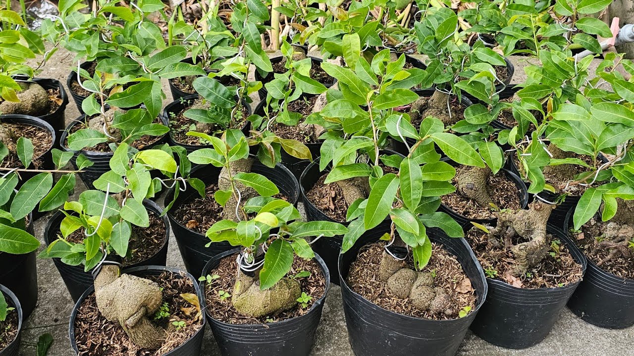 CHIỀU 16/3🥰0368.79.79.89🥰GIẢO  ÔNG THẦY 220K/CẶP BAO SHIP 