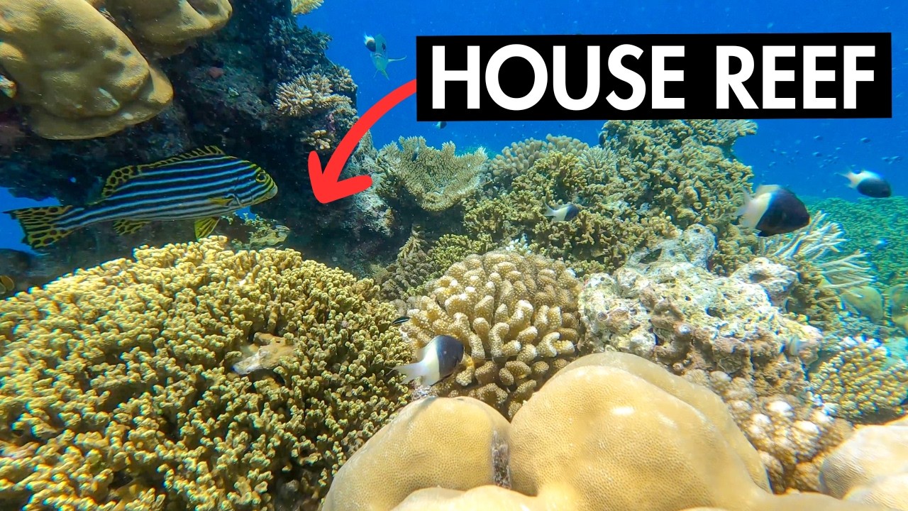 MERCURE MALDIVES Reef Snorkeling | Reef Sharks & Underwater Tour