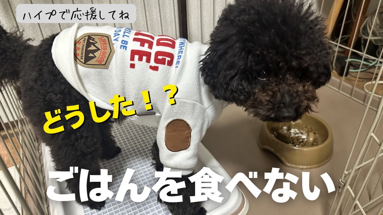 【トイプードル ご飯食べない】一度もごはんを残したことがないトイプードルモコがご飯を食べない！