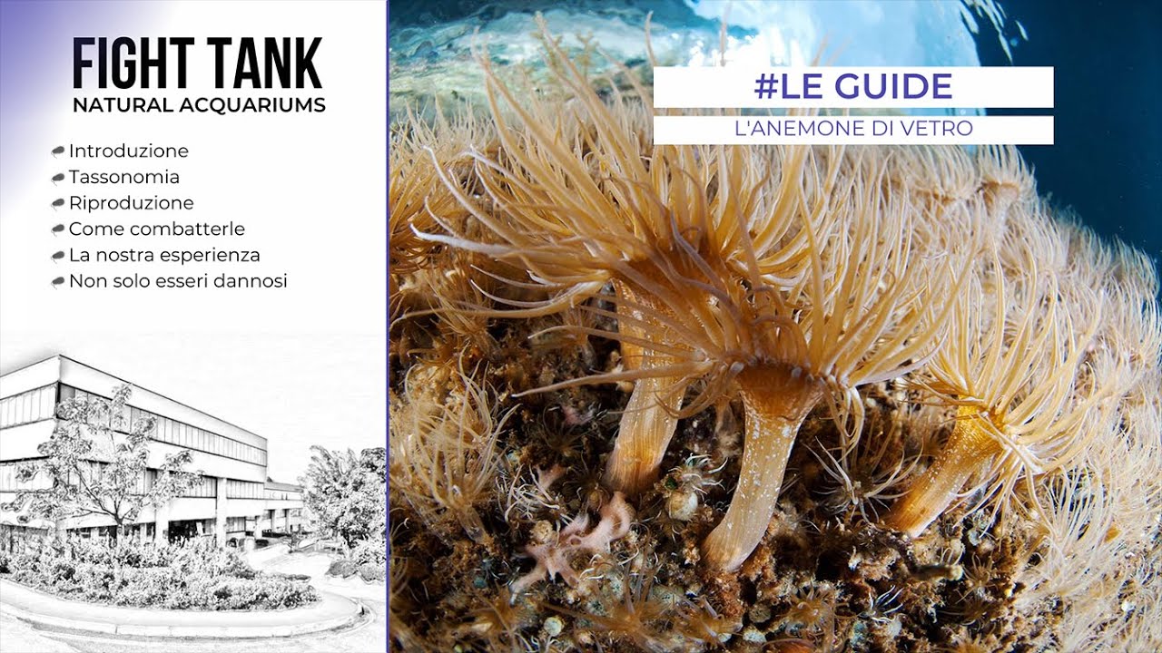 LA MINACCIA DELL'ANEMONE DI VETRO? TUTTO SULL'AIPTASIA - LE GUIDE