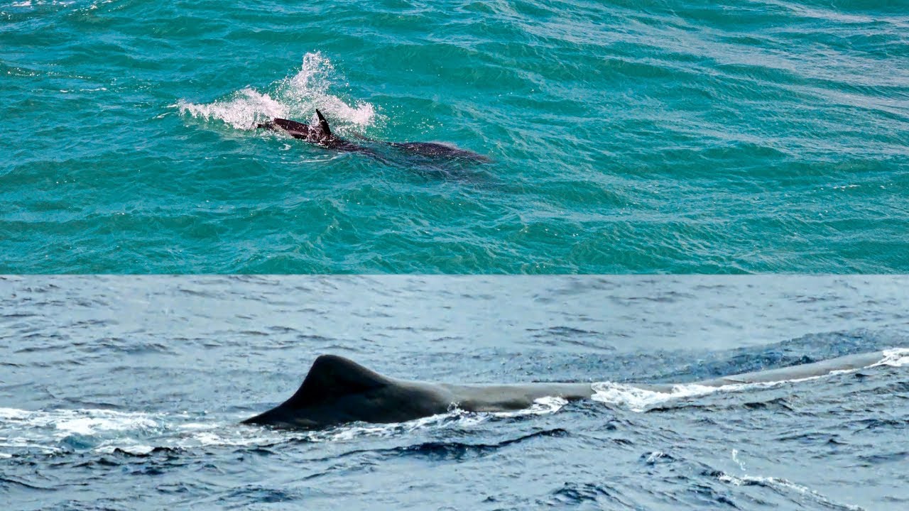 We got lucky Whale Watching [Kaikoura, Aotearoa, New Zealand] (reupload)