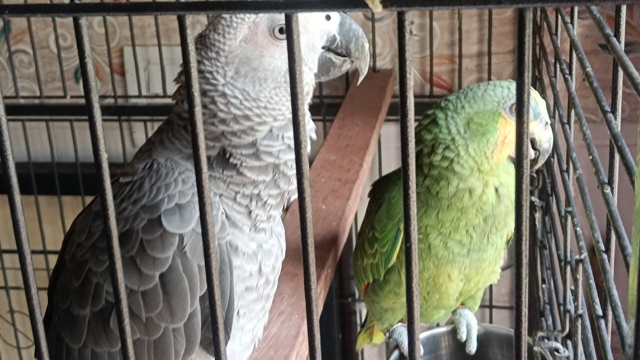 MAX and PRINCE  is live!#africagrey #amazon #talkingparot #viral #birds #funnypets#cute #funny #yt  