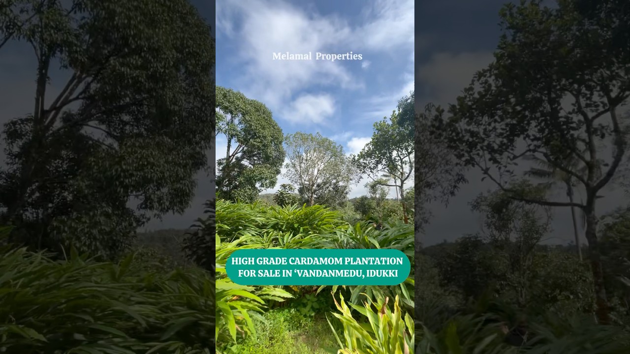 5.20 Acres Cardamom Plantation For Sale In Vandanmedu,Idukki