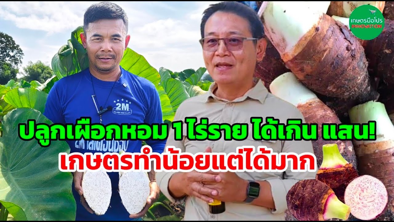 เกษตรทำน้อยแต่ได้มาก เผือกหอม 1 ไร่ 1 แสน