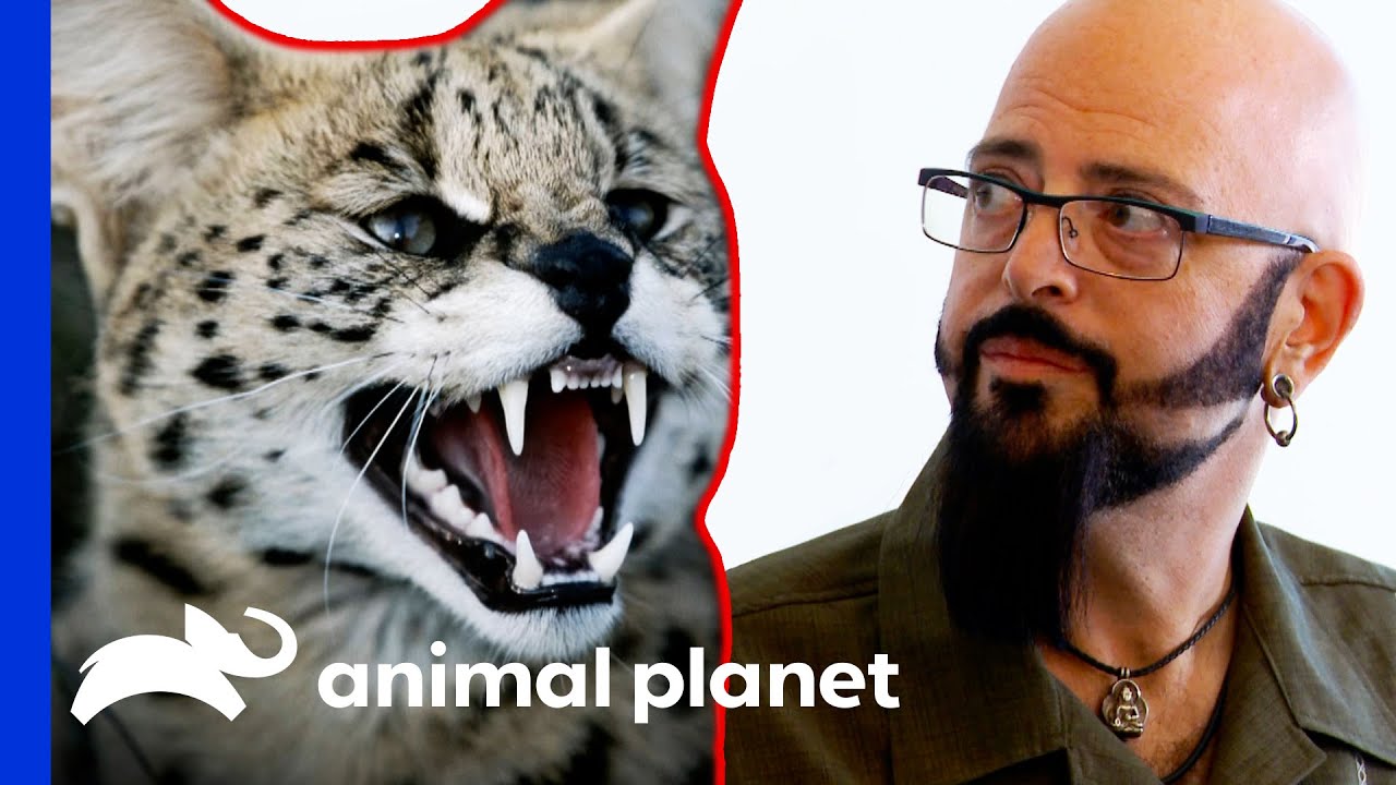 Serval Cat Descendant Tests Jackson's Bravery | My Cat From Hell