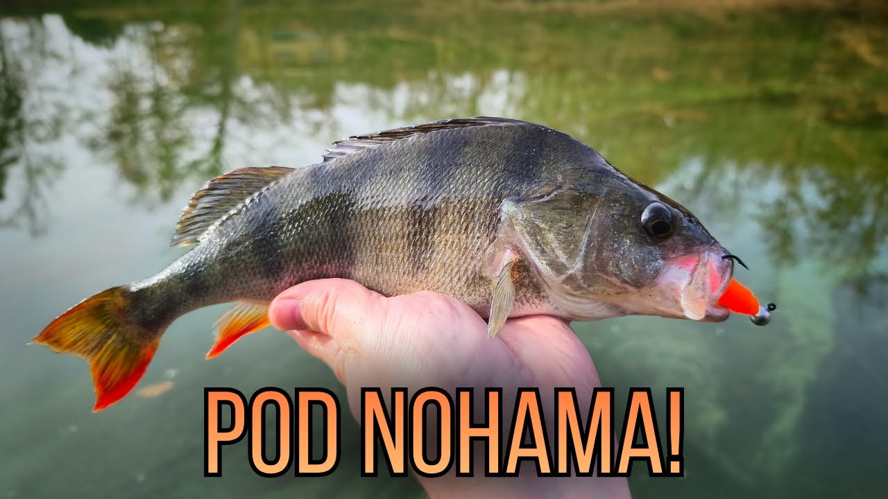 Neuvěřitelný záběr okouna pod nohama! 🎣 | Úžasný moment zachycený na kameru 🔥 | Snejk #3