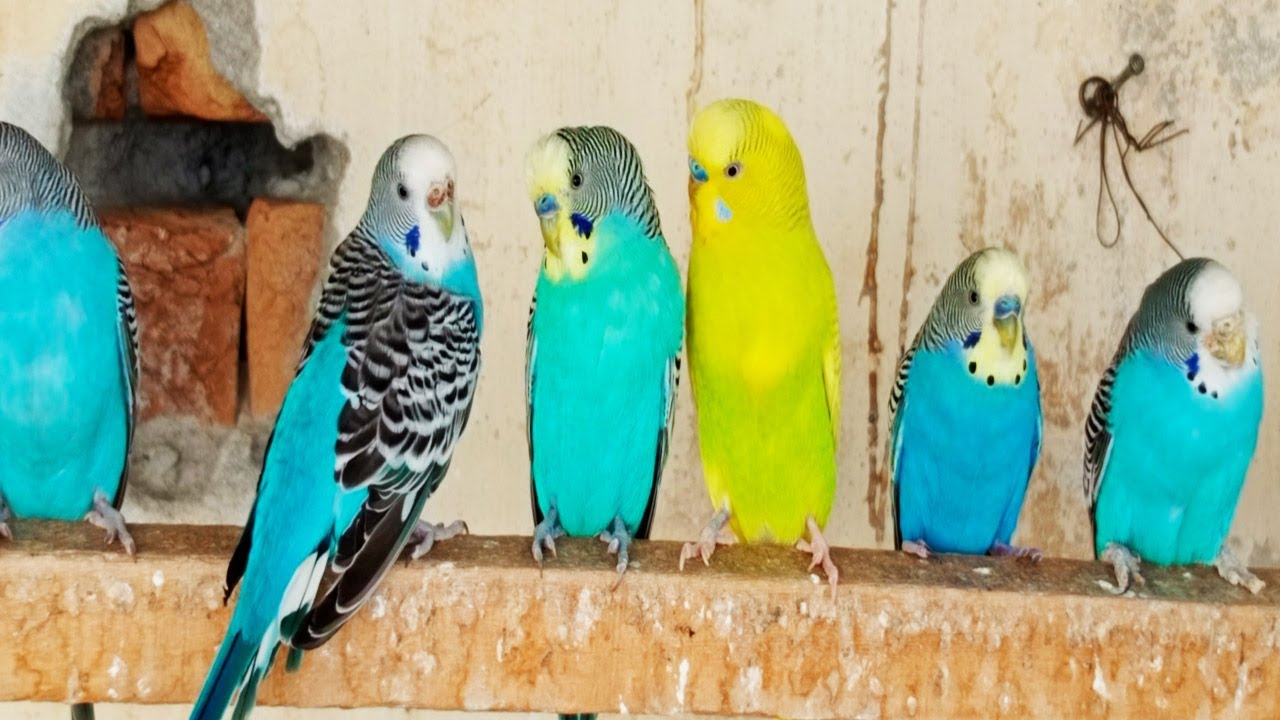 12 Hr Bird Watching of Parakeet Budgies Birds, Observe Nature Birds, Reduce Stress