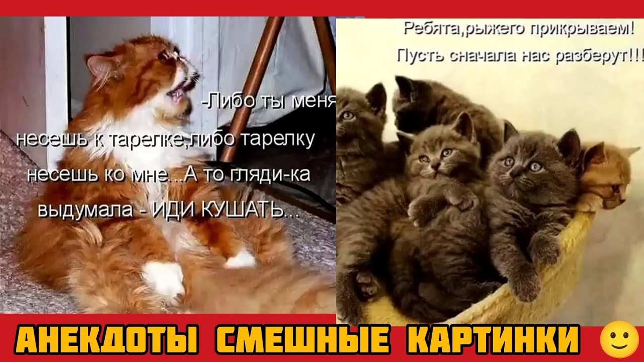 -Либо ты менянесешь к тарелке, либо тарелку несешь ко мне... А то гляди-ка выдумала - ИДИ КУШАТЬ.