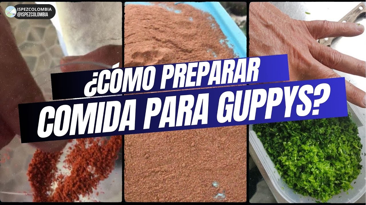 ¿Cómo Preparar Comida Casera para Guppys?