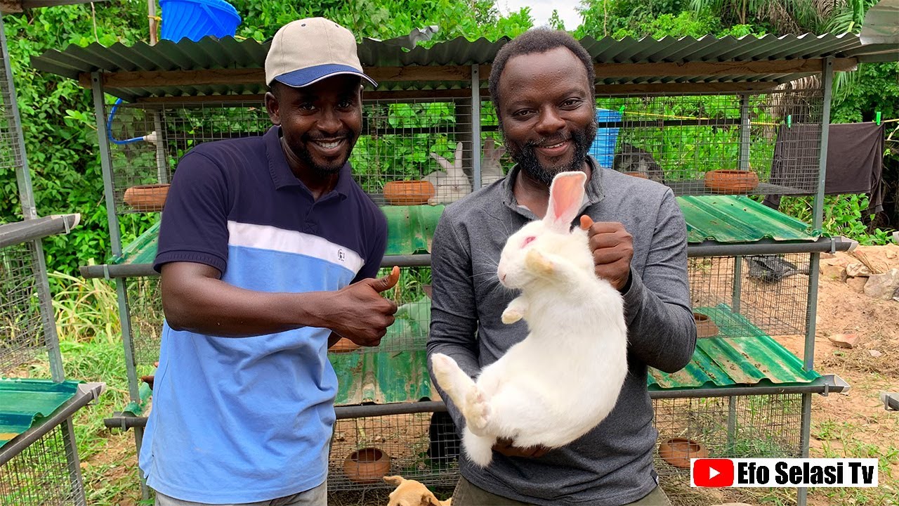 Modernized way of rabbit farming | How to get cheap feed for Rabbits | Rabbit farming for beginners