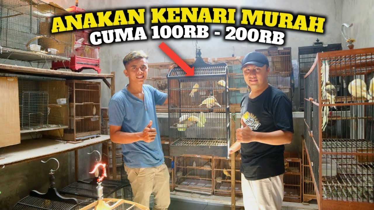 PANEN 15-30 EKOR PER BULAN‼️Inspirasi ternak kenari bagi pemula yg sibuk