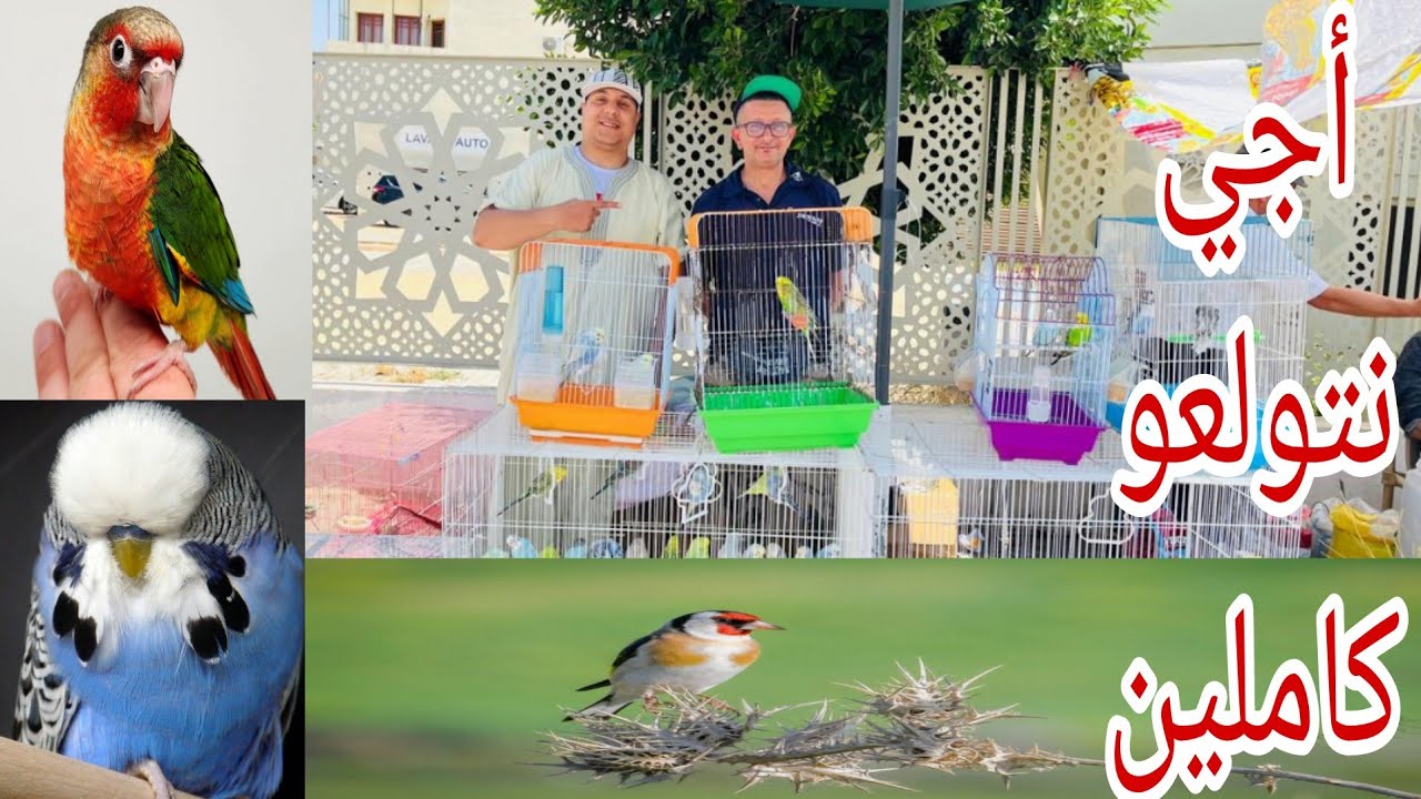 سوق الطيور🦜 بمكناس أجيو نتولعو 🇲🇦ونتعرفو على أتمنة مختلف أنواع الطيور /0619227462