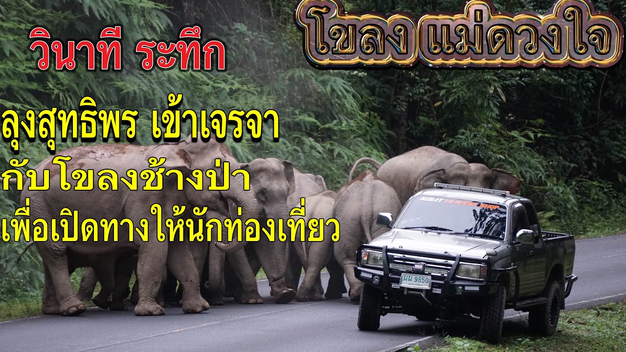 วินาที ระทึก ลุงสุทธิพรเข้าเจรจากับช้างป่า เพื่อเปิดเส้นทางให้นักท่องเที่ยว#อุทยานแห่งชาติเขาใหญ่