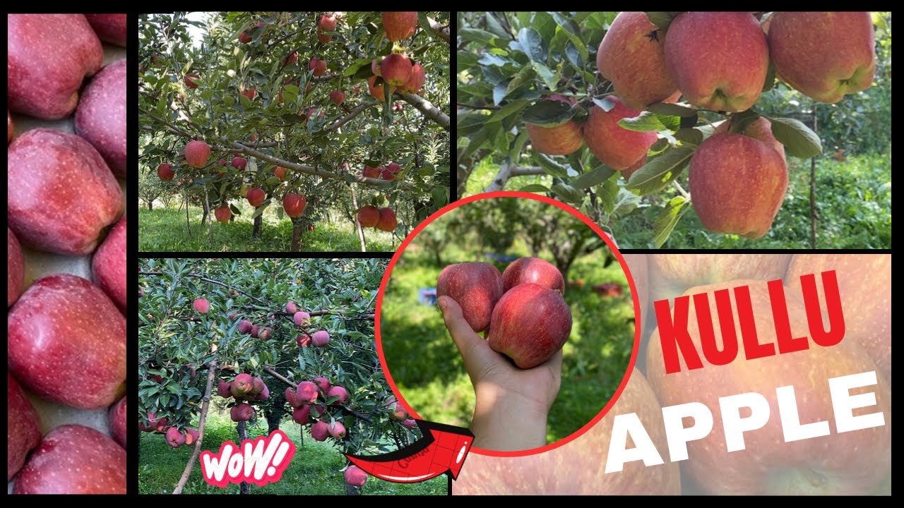 Kullu Apple Is Ready For Harvest! | Full Detail 💯 | Our Farm