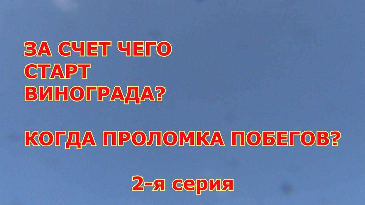 2 я серия. За счет чего  стартуют кусты винограда. Сортовые отличия. Когда проломка побегов.