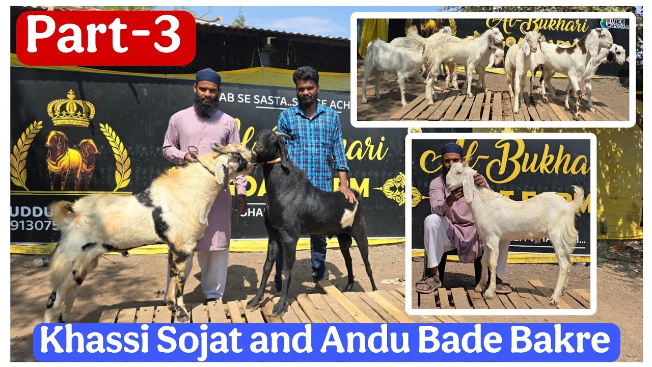 P-3 Al-Bukhari goat farm Guddu bhai ke Bade Andu or Khassi sojat bakre Nashik Chandwad 