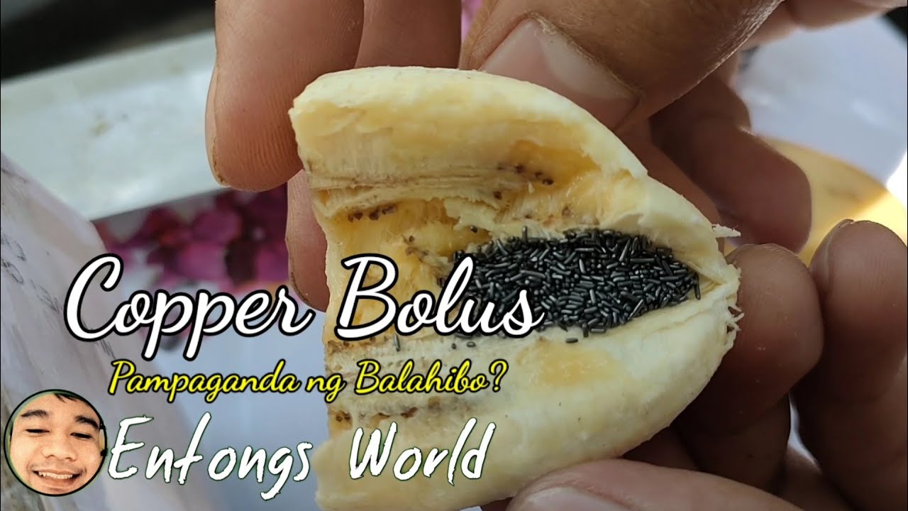 COPPER BOLUS: Pampaganda daw ng balahibo ng kambing. Subukan natin | Goat Farming