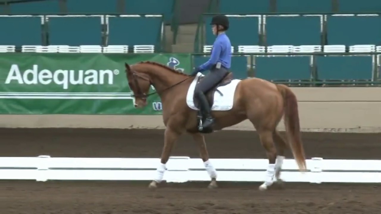 Jeremy Steinberg: Can Your Quarter Horse Do Grand Prix Dressage?