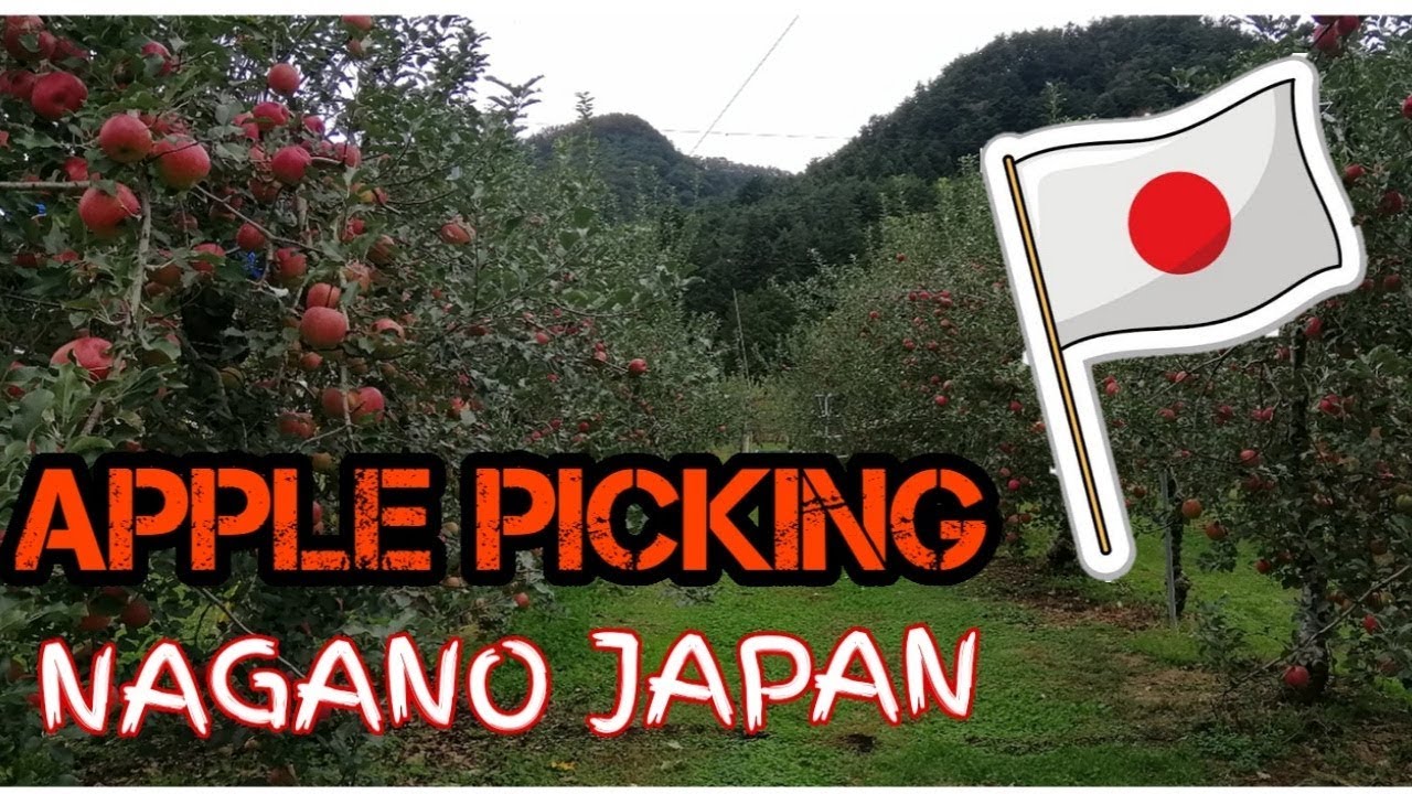 Eat-all-you-can apple farm! | Apple Picking in Nagano, Japan