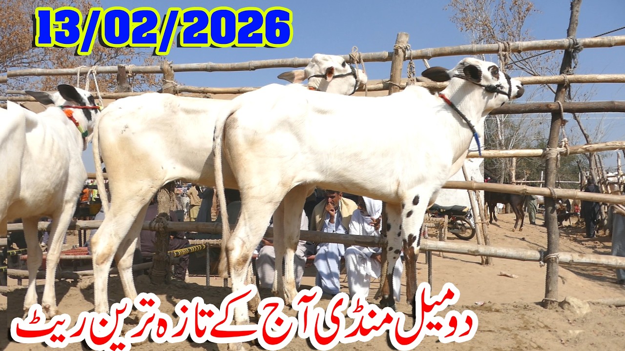 Today Domail Mandi Fatehjang Rate’s update13/Feb2026-Part07Sunny Video Fateh Jang Cow Mandi 2026