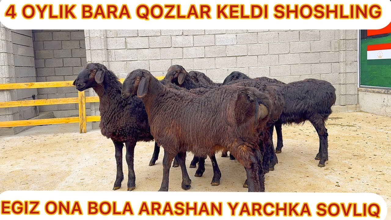 4 OYLIK BARA QOZI EGIZ ONA BOLA ARASHAN YARCHKA SOVLIQLAR KELDI