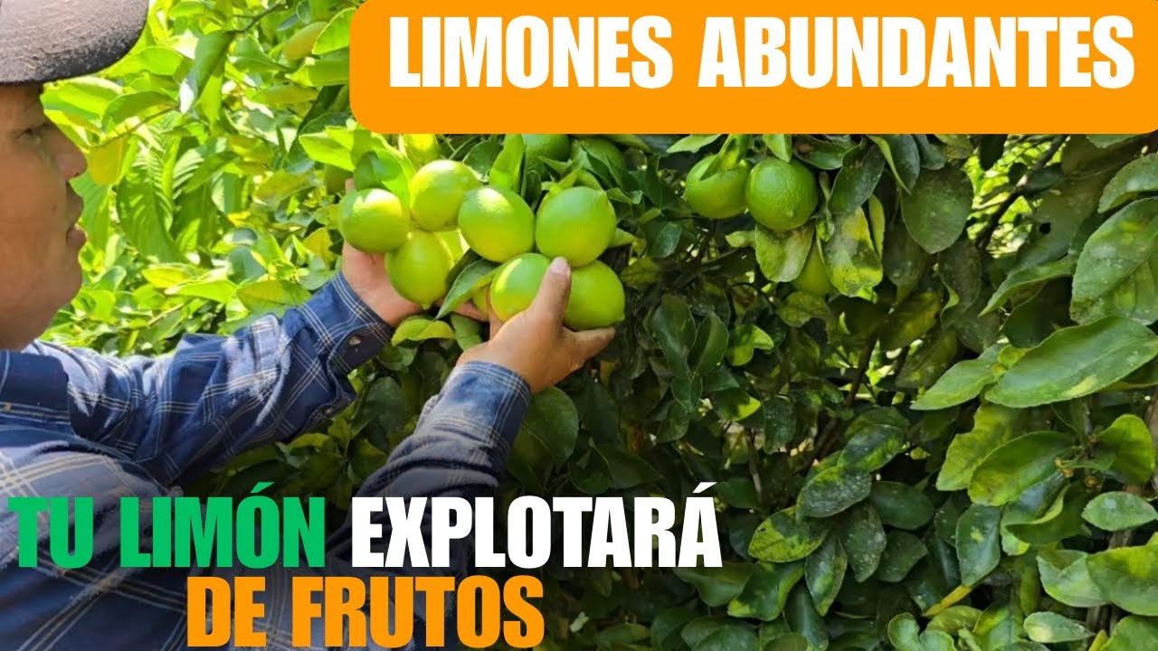 C&oacute;mo Lograr COSECHAS ABUNDANTES de LIM&Oacute;N &ndash; Paso a Paso ✅