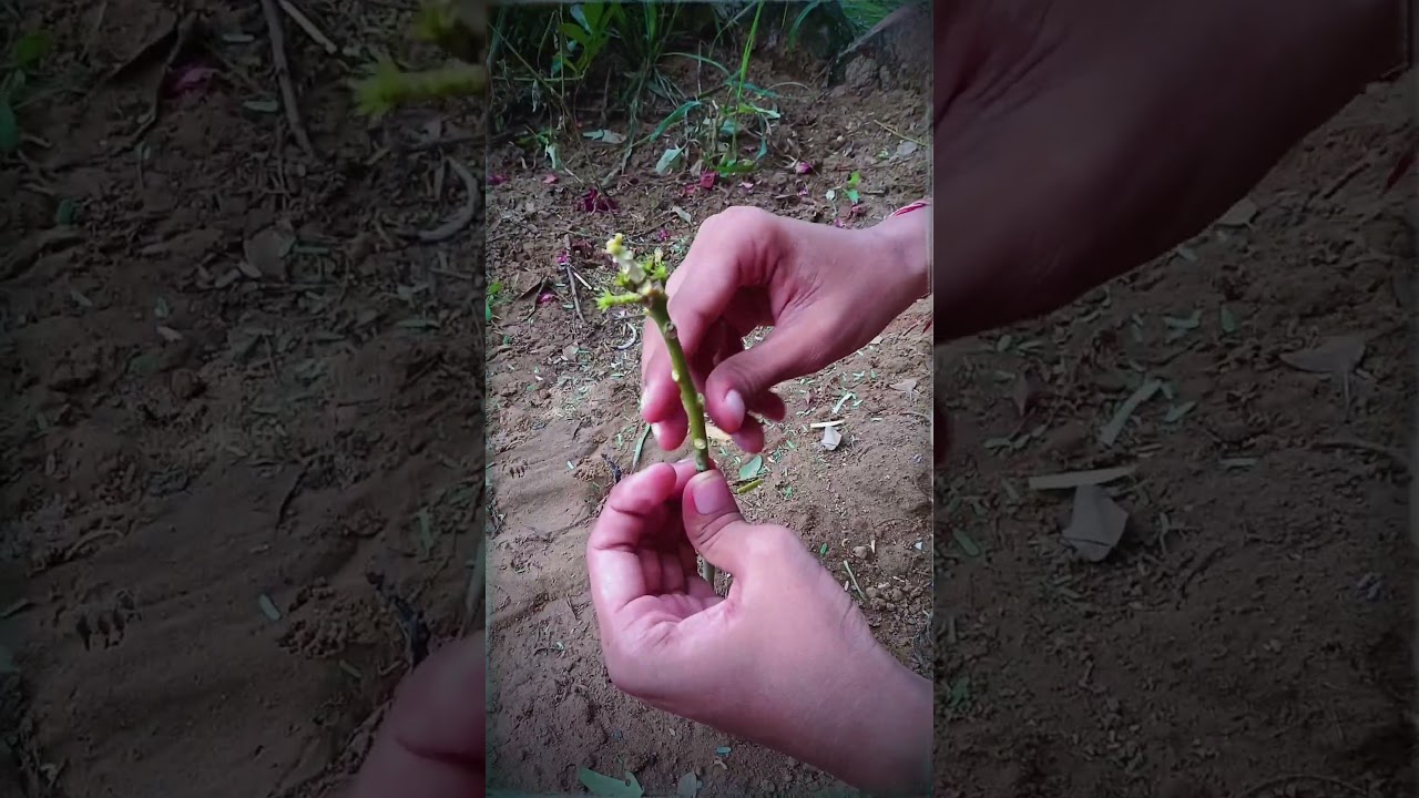 Mango 🥭 Grafting Secert Tips And Trick 🫣🤫🫣 #mango #garfting #shorts