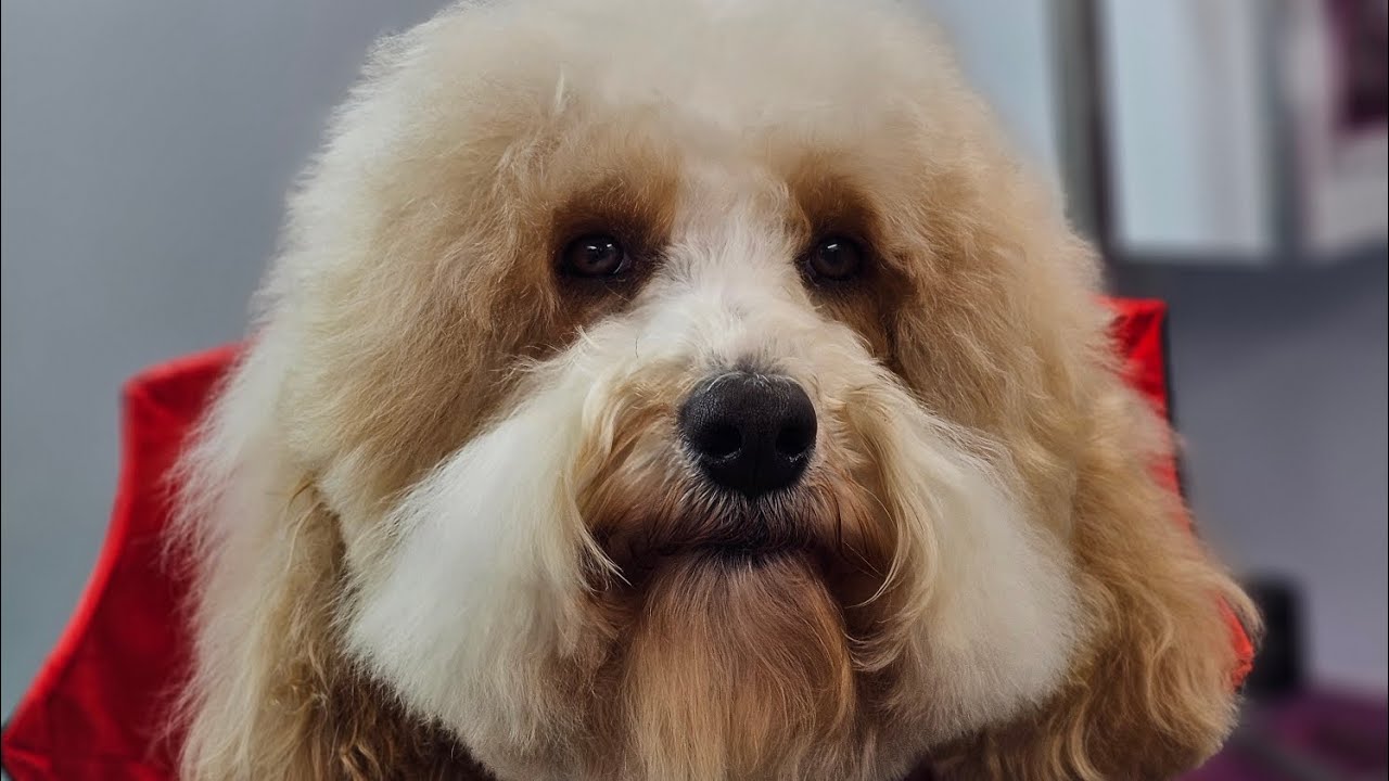 Baxter!