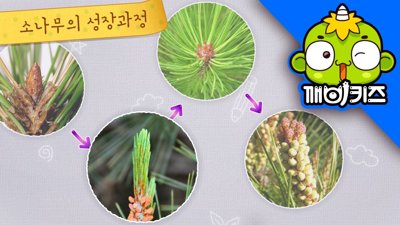 늘푸른 소나무 | 자연관찰 | 과학도감 | 침엽수, 활엽수 | 깨비키즈 KEBIKIDS