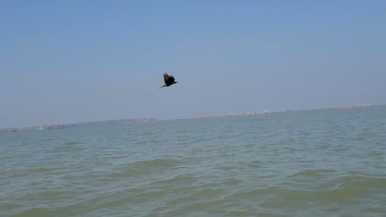অবশেষে ডলফিনের দেখা পেলাম...