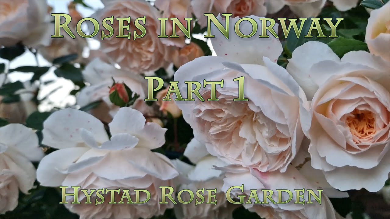 126 roses in Norway. Part 1