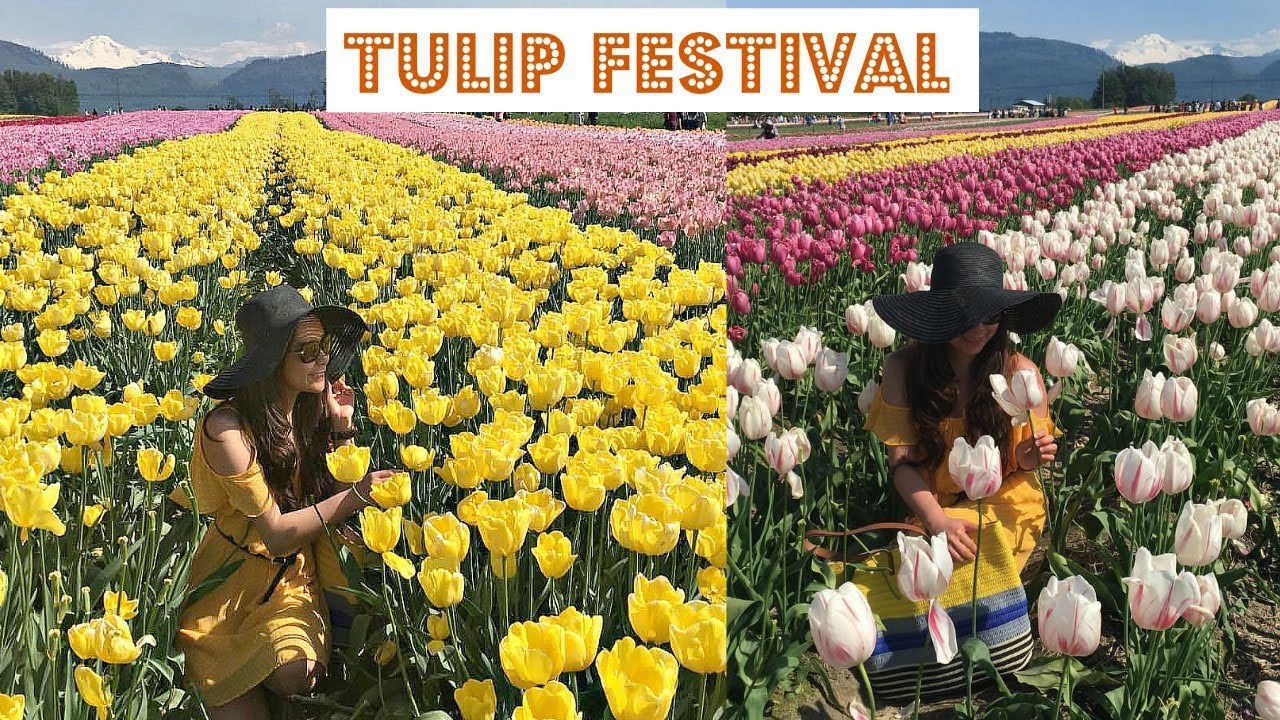 BABY FIRST TULIP FESTIVAL| ROOZENGAARDE| Angie Lowis