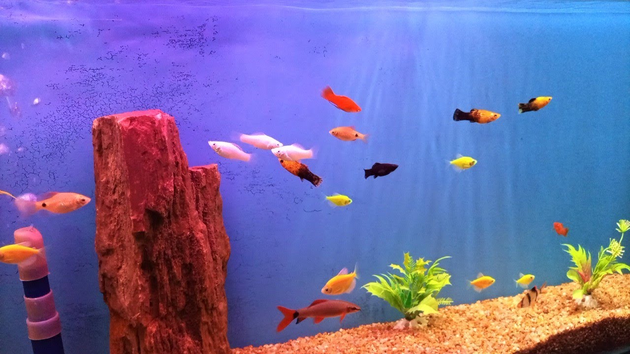 What Are the Best Tank Mates for Molly Fish | What Is the Best Tropical Fish to Start With | Izhar